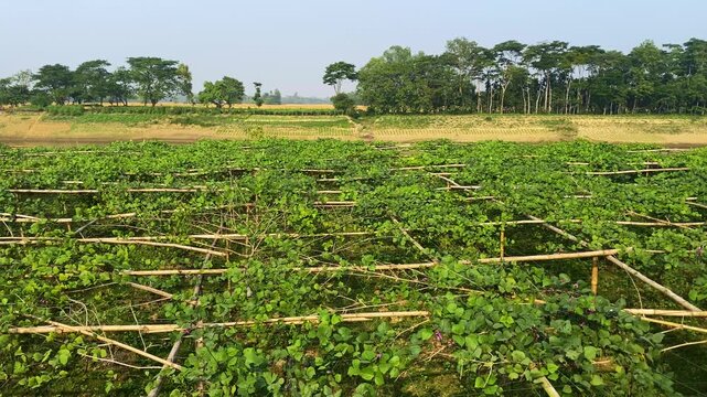 Green beans farming on traditional bamboo trellis in rural area at Sylhet, Bangladesh.