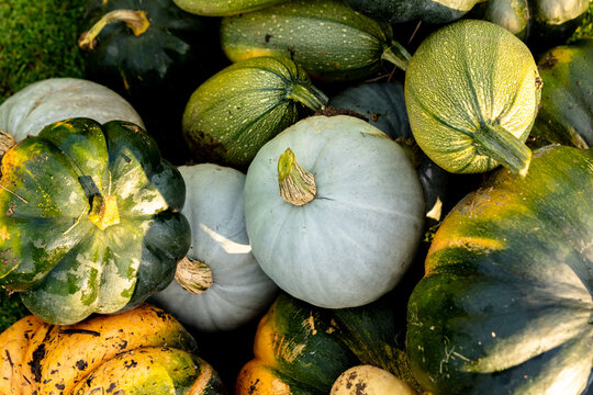 autumn harvest of various squash from the Cucurbitaceae family