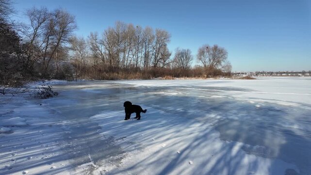 Serene winter frozen lake under bright blue sky. Snow-covered ice with footprints and tree shadows, golden dry reeds along the shore, bare trees, and distant horizon in crisp cold sunlight.