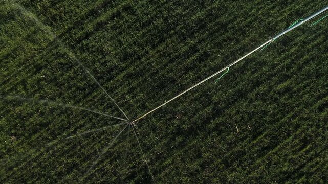 Diagonal high angle view of irrigation sprinkler over green wheat crop