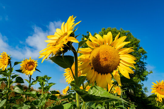 Close-up of a beautiful sunflower flower in summer under the sun.