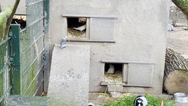 Leintalzoo Birds and Guineapigs, in Schwaigern, Germany