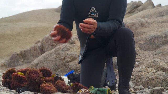 Close-up of hands opening a red sea urchin in Peru. Excellent for restaurant menus and artisanal maritime cultures.