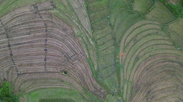 Aerial top-down view of intricately patterned fields forming unique textures across Guimaras Island. Ideal for agricultural studies or landscape documentaries.