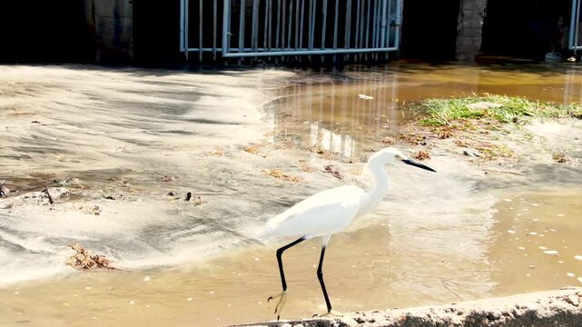 Little Egret small white heron black beak legs and yellow feet wildlife bird