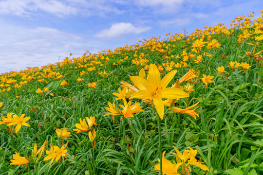 Tobishima kanzo flowers blooming at Onogame on Sado Island, Niigata, Japan