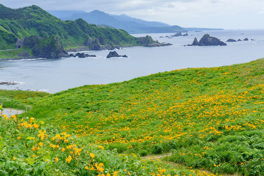 Tobishima kanzo flowers blooming at Onogame on Sado Island, Niigata, Japan