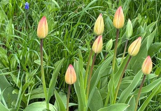 tulips in the garden