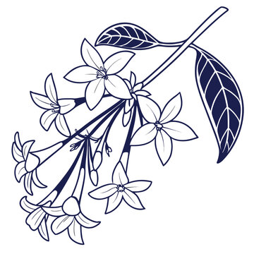 stephanotis vector