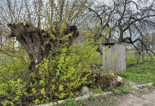 old tree trunk