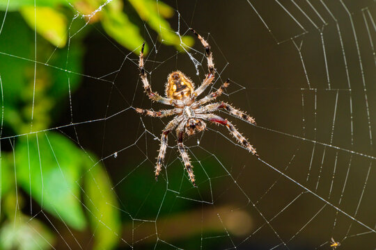 Neoscona, spotted orb-weavers, barn spiders