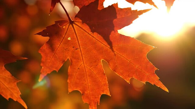 Close up of vibrant orange maple leaf during autumn sunlight