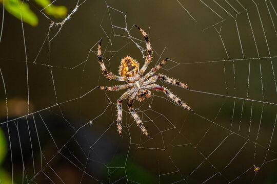 Neoscona, spotted orb-weavers, barn spiders
