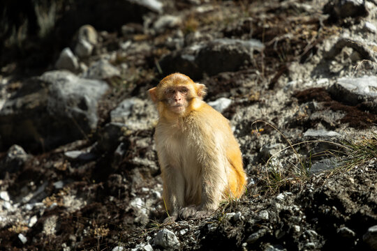 A lone golden-haired monkey sits on the ground