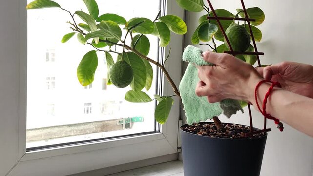 rubbing the leaves of an indoor lemon tree