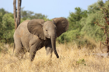 Obraz premium Afrikanischer Elefant / African elephant / Loxodonta africana