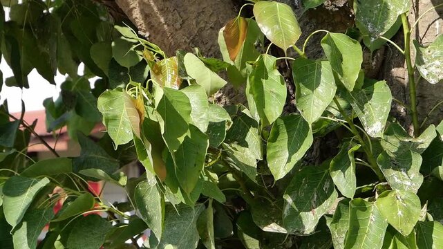 Fresh green Bodhi leaves (Sacred Fig) swaying on the tree branch with bright sunlight. Symbol of peace and nature in Buddhism.