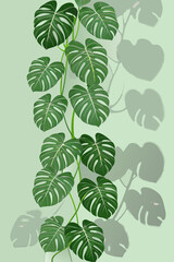 A vibrant monstera deliciosa plant with deeply fenestrated leaves cascades downwards © Satyajit