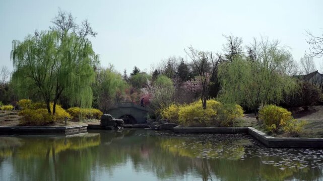 The willows by the lake have sprouted new leaves, and yellow forsythia and pink cherry blossoms are in full bloom along the shore. People strolling in the park cross the stone bridge.