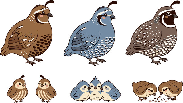 Collection of Quail and Quail Chick Designs, Featuring Various Poses, Colors, and Family Interactions