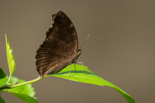 Common evening brown (Melanitis leda)