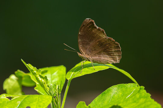 Common evening brown (Melanitis leda)
