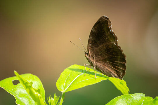 Common evening brown (Melanitis leda)