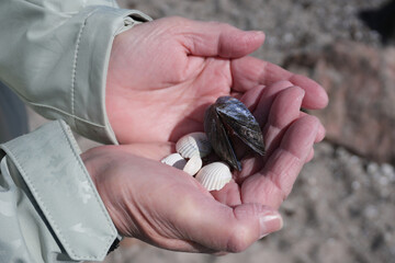 Eine Frau hält am Strand gesammelte Muscheln in den Händen © Janet Worg