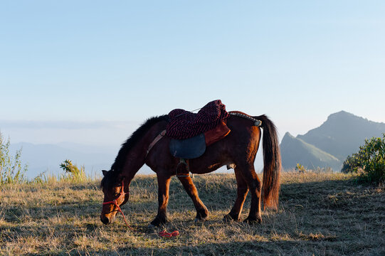 Pack horse grazing on a mountain meadow at sunrise, saddled and ready for trekking in scenic highlands.