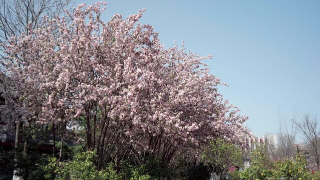 The weeping crabapple trees by the roadside are in full bloom, their pink blossoms clustered on the branches, turning the entire tree into a large flower ball.