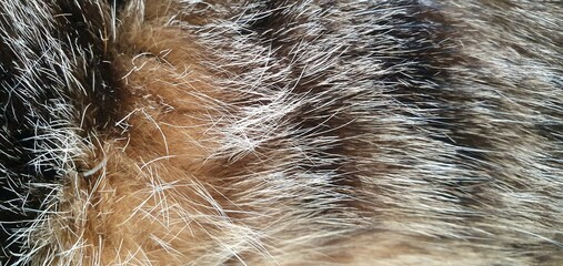 The soft texture of brown cat fur. The natural texture of a spotted cat's fur. The texture of a brown fur coat with spots. Natural animal fur. Fashion and design, interior design. © Nataly G