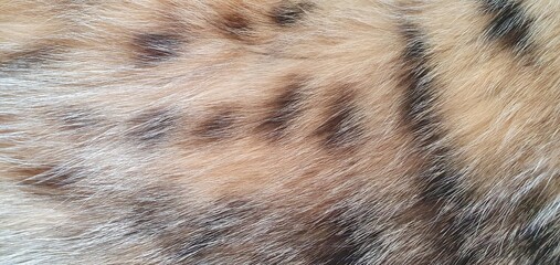 The soft texture of brown cat fur. The natural texture of a spotted cat's fur. The texture of a brown fur coat with spots. Natural animal fur. Fashion and design, interior design. © Nataly G