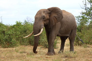 Fototapeta premium Afrikanischer Elefant / African elephant / Loxodonta africana