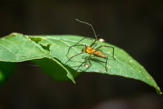 Lynx spider (Oxyopidae) is a family of araneomorph spiders
