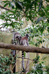 Fototapeta premium Two ring-tailed lemurs sitting on tree branch surrounded by lush greenery in tropical enclosure.
