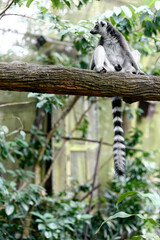 Fototapeta premium Ring-tailed lemur sitting on branch with long striped tail hanging down in green forest enclosure.