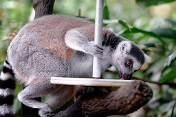 Fototapeta premium Close-up of lemur feeding on platform, gripping pole in lush tropical environment.