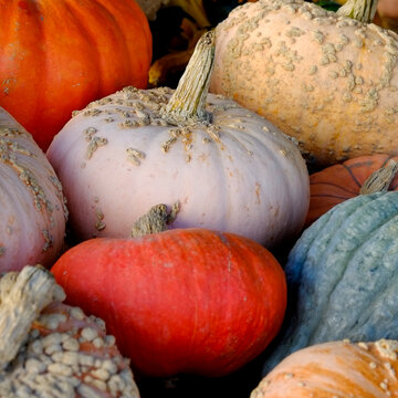 Assorted heirloom pumpkins and gourds at harvest market