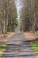 Fototapeta premium Forest path winding through bare trees with fallen leaves and green grass