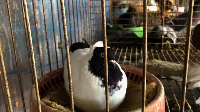 Fancy Black and White Pigeon Resting in a Nest Bowl Inside a Wire Breeding Cage