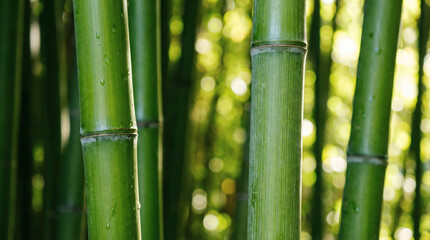 Fototapeta premium Close-up of lush green bamboo stalks in natural sunlight