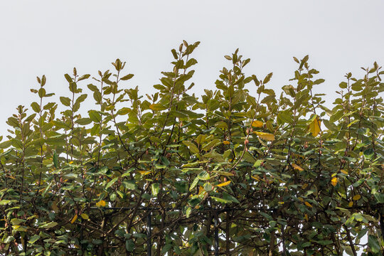 Selective focus green leaves of Elaeagnus ebbingei in the garden, Thorny olive, Spiny oleaster and Silverthorn is a species of flowering plant in the family Elaeagnaceae, Nature greenery background.