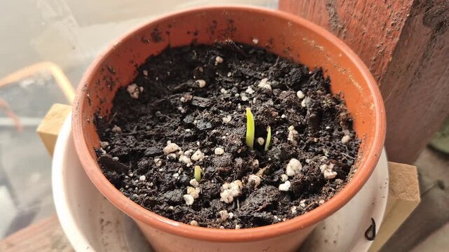 The image shows a terracotta-colored plastic pot filled with dark, moist potting soil containing white perlite. Three small, pale yellowish-green sprouts are emerging from the soil.