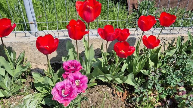 A group of bright red tulips and ruffled pink fringed tulips blooming in a sunny garden bed alongside a wire fence, with green leaves and dark soil visible.