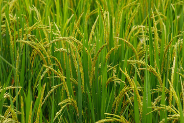 Fototapeta premium Close-up of a single rice ear bending slightly as it develops grains, symbolizing fertility.
