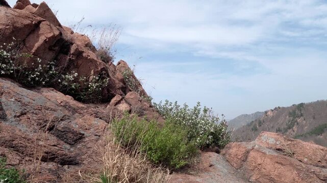 A plant with white flowers grows in the crevices of the rocks; it is Deutzia macrophylla.
