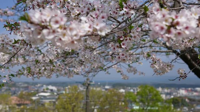宮崎県小林市の永田平公園の桜