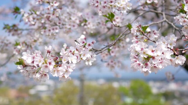 宮崎県小林市の永田平公園の桜