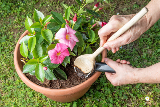A woman pours coffee grounds into a potted plant to fertilize the soil