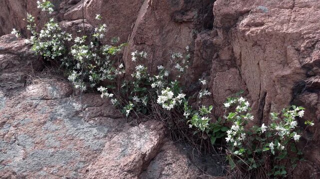 This is a wild Deutzia macrophylla, growing in the crevices of rocks. It's currently in full bloom, with its branches covered in white flowers.
